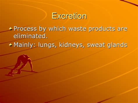 Excretory System. - ppt download