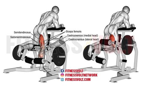 Kneeling Leg Curl (Hamstrings) ~ healthtasy.com