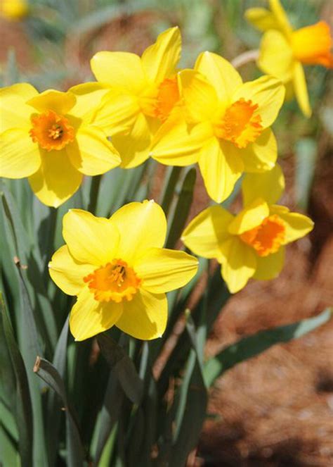 Southern Gardening: Spring-flowering daffodils are a garden staple in ...