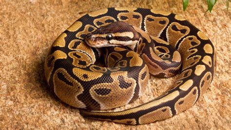 Top 50 Most Popular Ball Python Morphs & Colors (With Pictures)