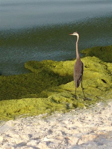 June sea grass at okaloosa island Florida. June grass is messy but it ...