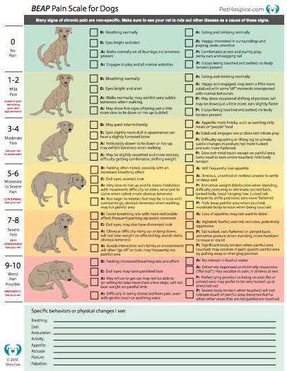 Could your dog be in pain? Many signs of chronic pain are non-specific ...