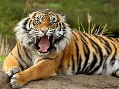 10 Interesting Bengal Tiger Facts | My Interesting Facts