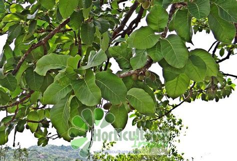 Madhuca Longifolia Seeds - Horticultural Impex, Dehradun, Uttarakhand