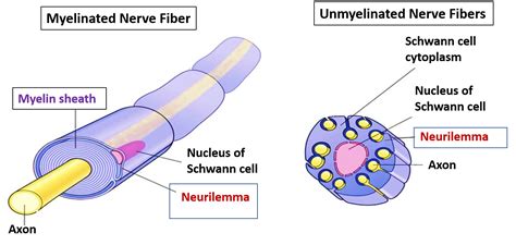 Myelin and Neurilemma Sheaths – Anatomy QA