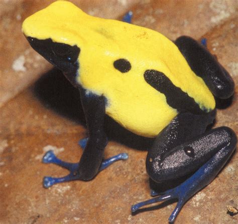 Dendrobates tinctorius morph | The Common Naturalist