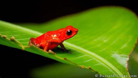 Strawberry Poison-dart Frog - Burrard-Lucas Photography