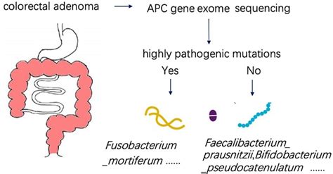 Gut microbiome associated with APC gene mutation in patients with ...