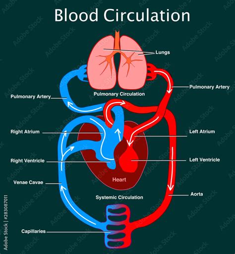 Human circulatory system. Stylized heart anatomy, structure. Blood flow ...