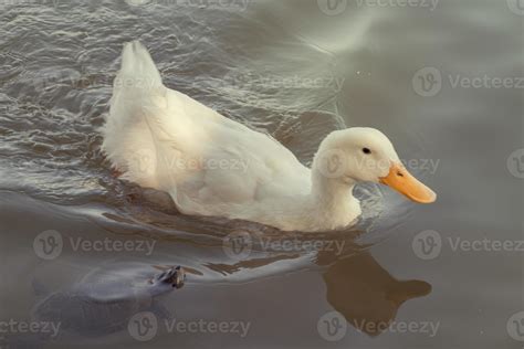 white duck swimming in the lake 12022500 Stock Photo at Vecteezy