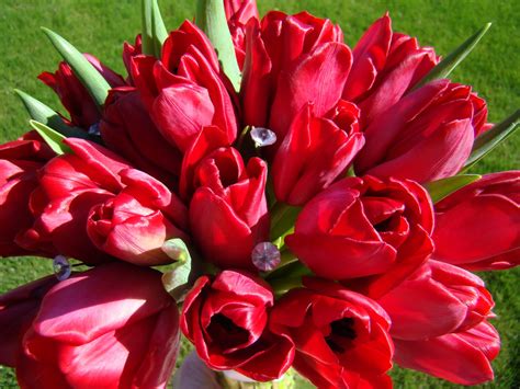 Bloomingmill: Red Tulips Bridal Bouquet