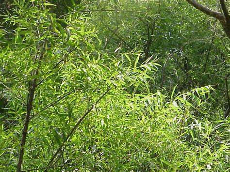 Willow, Black | Nebraska Forest Service