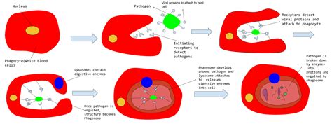 Label The Steps Of Phagocytosis