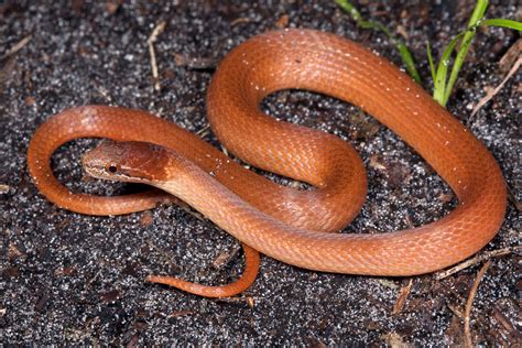 Pine Woods Littersnake – Florida Snake ID Guide