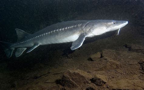 White Sturgeon | An Uncertain Future for the Dinosaur of our Rivers