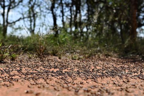 Unbelievably Large Swarm of Locusts Threatens Middle East | The Weather ...