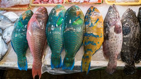 Can You Eat Parrotfish? - Fishmasters.com