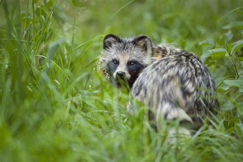 What Is a Tanuki? 8 Surprising Tanuki Facts