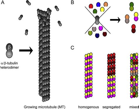 Tubulin heterodimers polymerize into microtubules. (A) Each tubulin ...