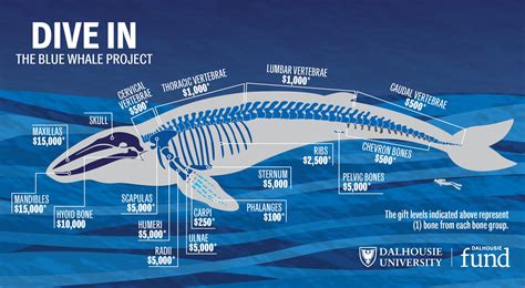 Whale Skeleton Diagram