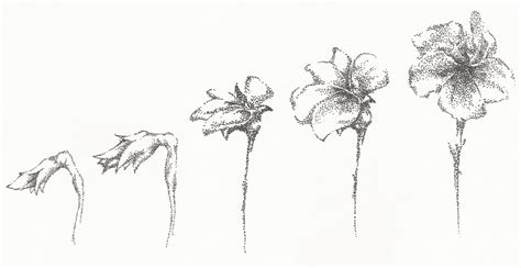 From Boring To Blooming | Flower drawing, Bird's eye view drawing, Flowers