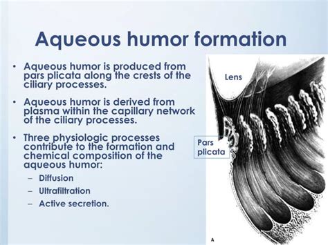 Physiology of aqueous humor