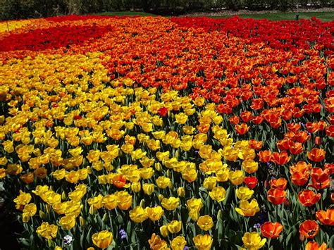 Walking Arizona: Tulip Festival