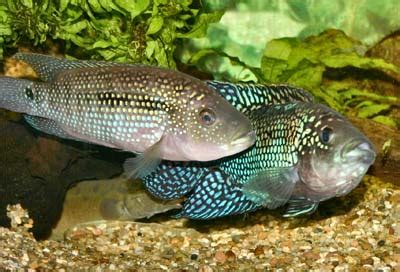 Fish Breeding. Detailed Information And Recommendations On Subject