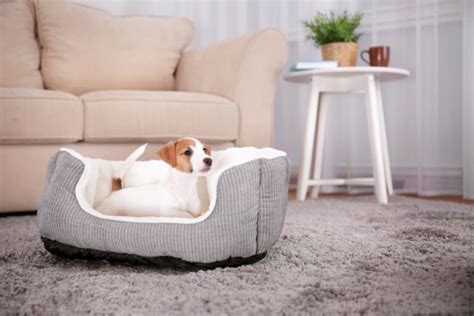 6 Best Dog Beds With Bolsters [2024 Reviews]: Beds With Borders!