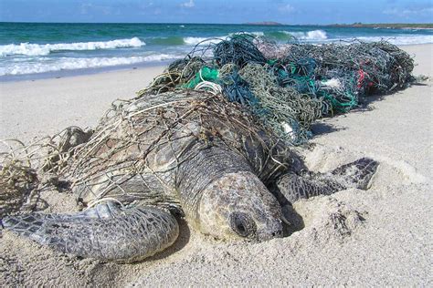 Ghost Nets to Art: Exhibition Raises Awareness of Ocean Litter | UVA Today