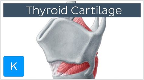 Thyroid Cartilage - Definition & Function - Human Anatomy | Kenhub ...