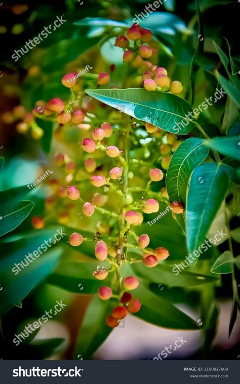 Terebinth Tree Species Pistaches Known Cyprus Stock Photo (Edit Now ...