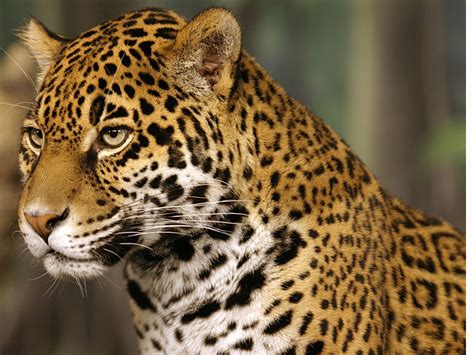 Jaguar Animal Facts