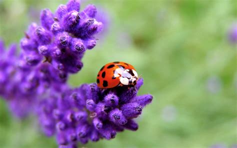 Ladybug Wallpapers for Desktop - WallpaperSafari