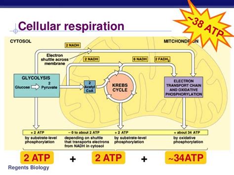 Cellular Respiration - MRS. MERRITT'S BIOLOGY CLASS