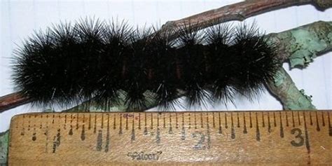 Black Fuzzy Caterpillar: The Giant Leopard Moth Caterpillar - Owlcation