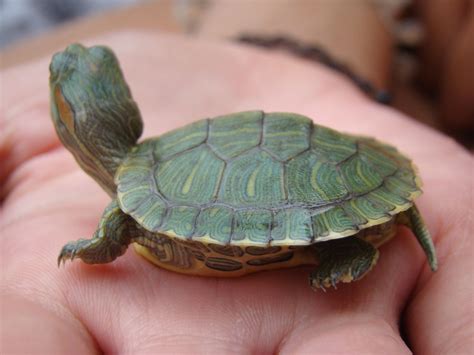 Pet Turtles That Stay Small and Look Cute Forever - Pet Ponder