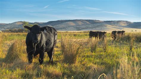 About SunFed Ranch » SunFed Ranch