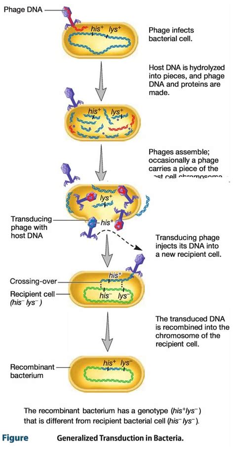 generalized-transduction - Study Solutions