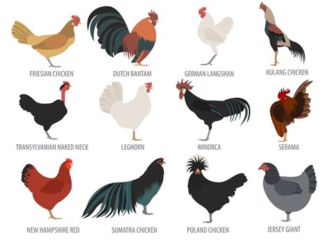 Types Of Chickens