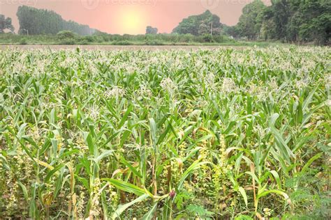 Corn farm with sunset 11085733 Stock Photo at Vecteezy