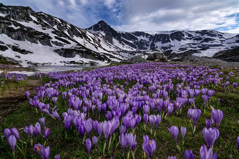 Download Purple Flower Landscape Snow Mountain Nature Crocus HD Wallpaper