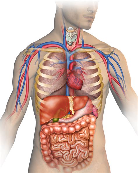 Biological Makeup Of The Human Body | Saubhaya Makeup