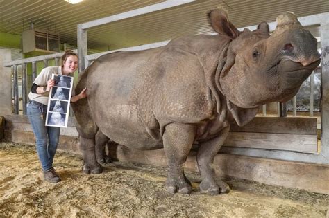 Rhinoceros are extinct? How zoos are helping in conservation