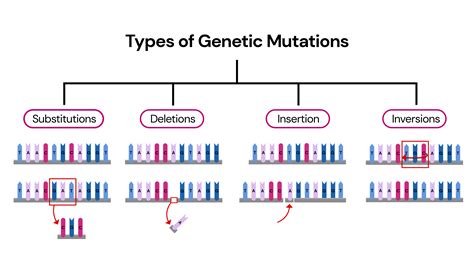 What Is The Ultimate Source Of Genetic Variation?