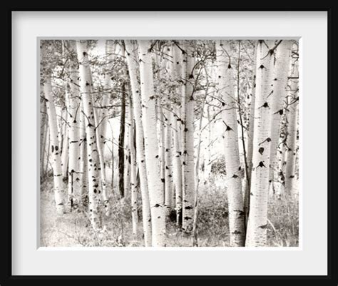 Aspen Photography Black and White Aspen Trees Photo Aspen | Etsy