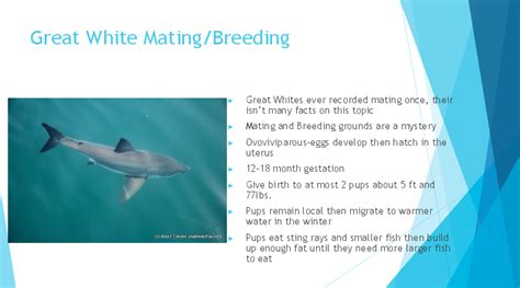 Great White Shark Breeding Grounds In New Jersey And Long Island | Cape ...