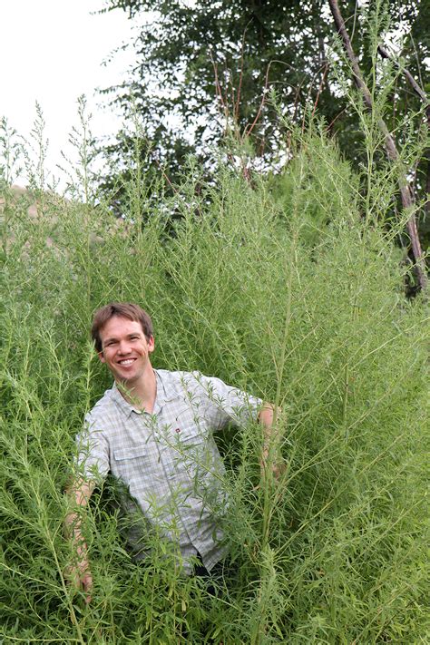 Kochia | Pollen Count for Grand Junction, Colorado