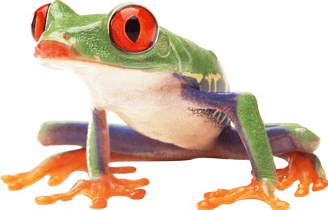 Frog PNG Photos