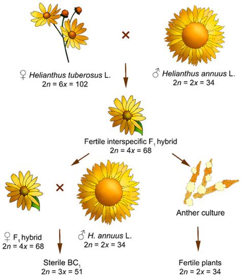 Plants | Topical Collection : Doubled Haploid Technology in Plant Breeding